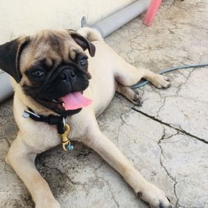 Pug breed puppy